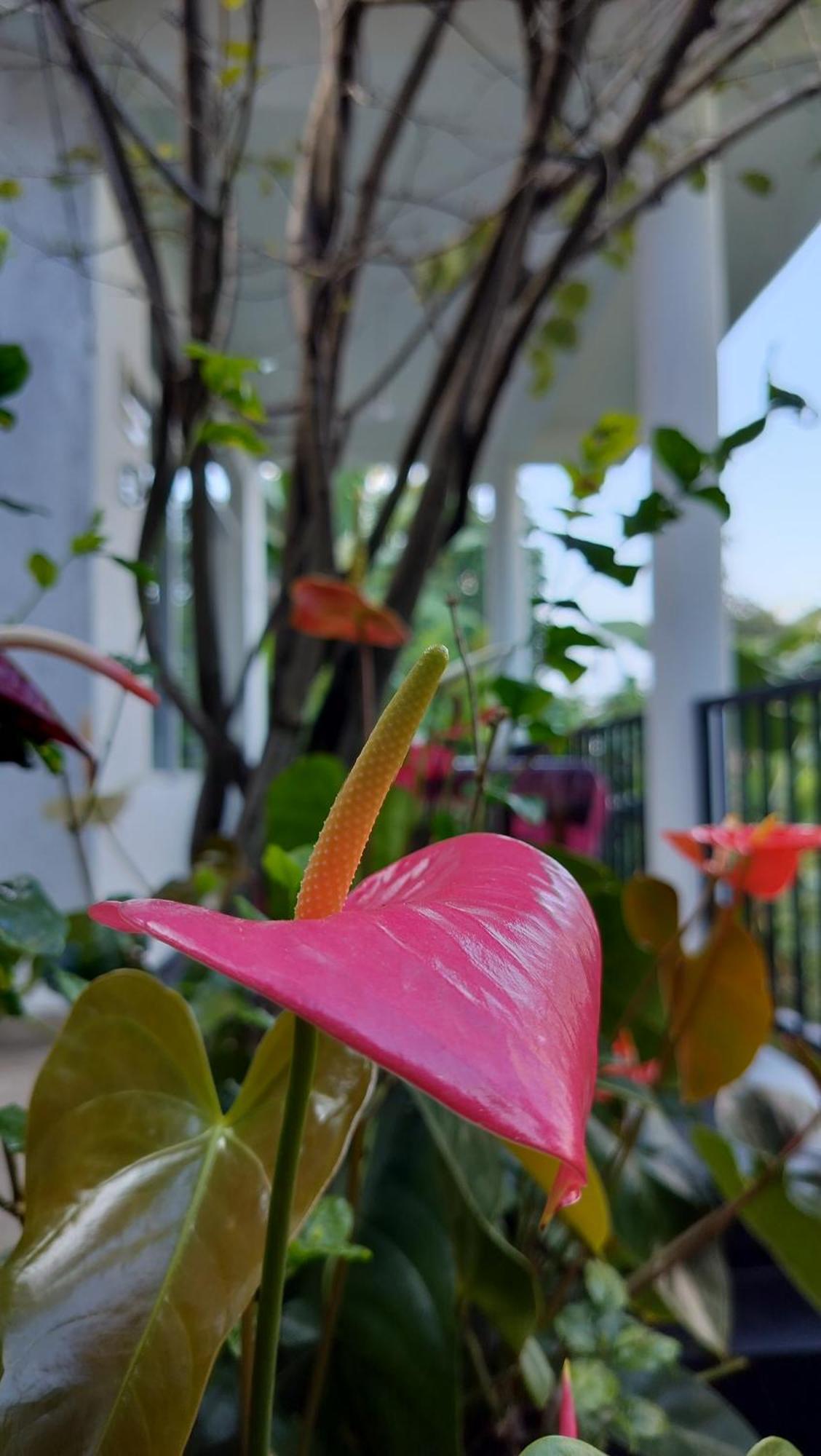 The Bliss Homestay Ella Ngoại thất bức ảnh